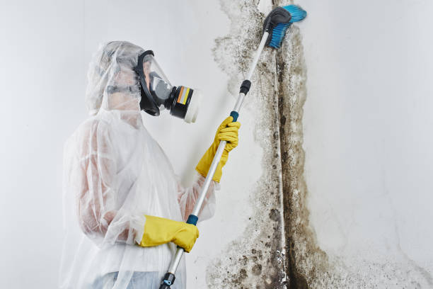 Best Black Mold Removal  in Clay, CA